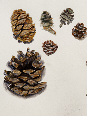 Pine Cones